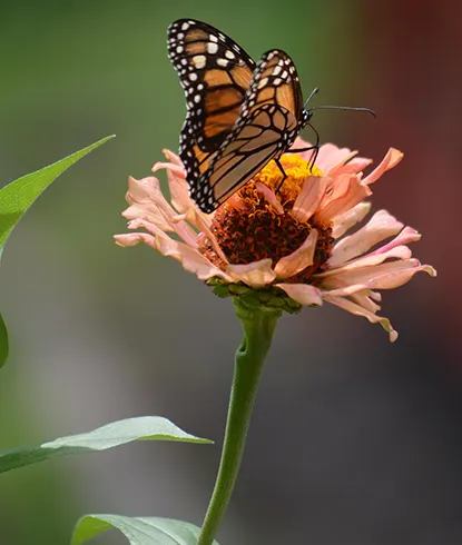 Migration des papillons oranges