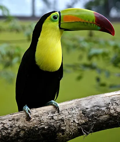 Observation des oiseaux tropicaux
