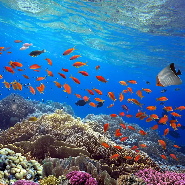 Recifs coralliens de Cozumel